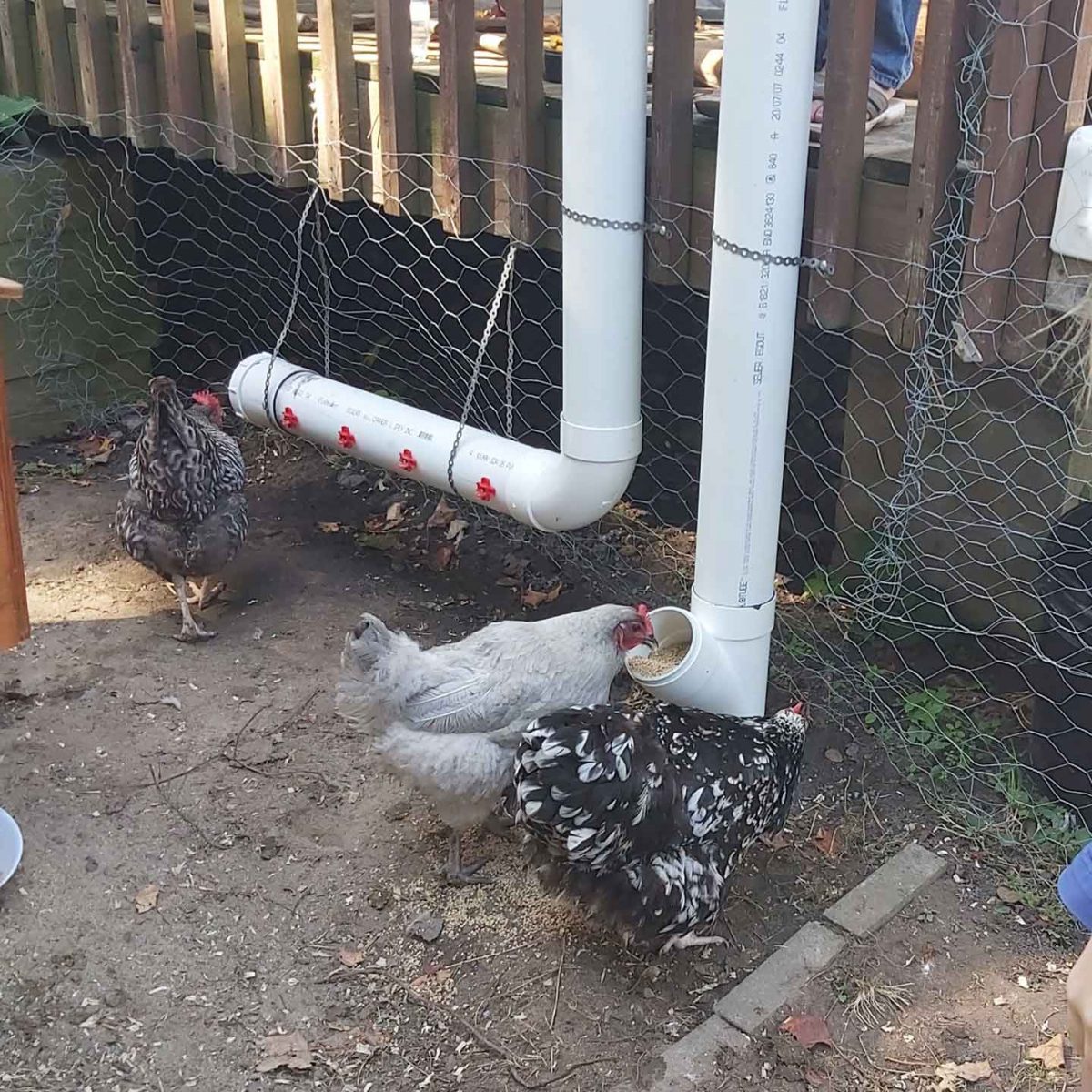 Two chickens eating from a pvc chicken gravity feeder