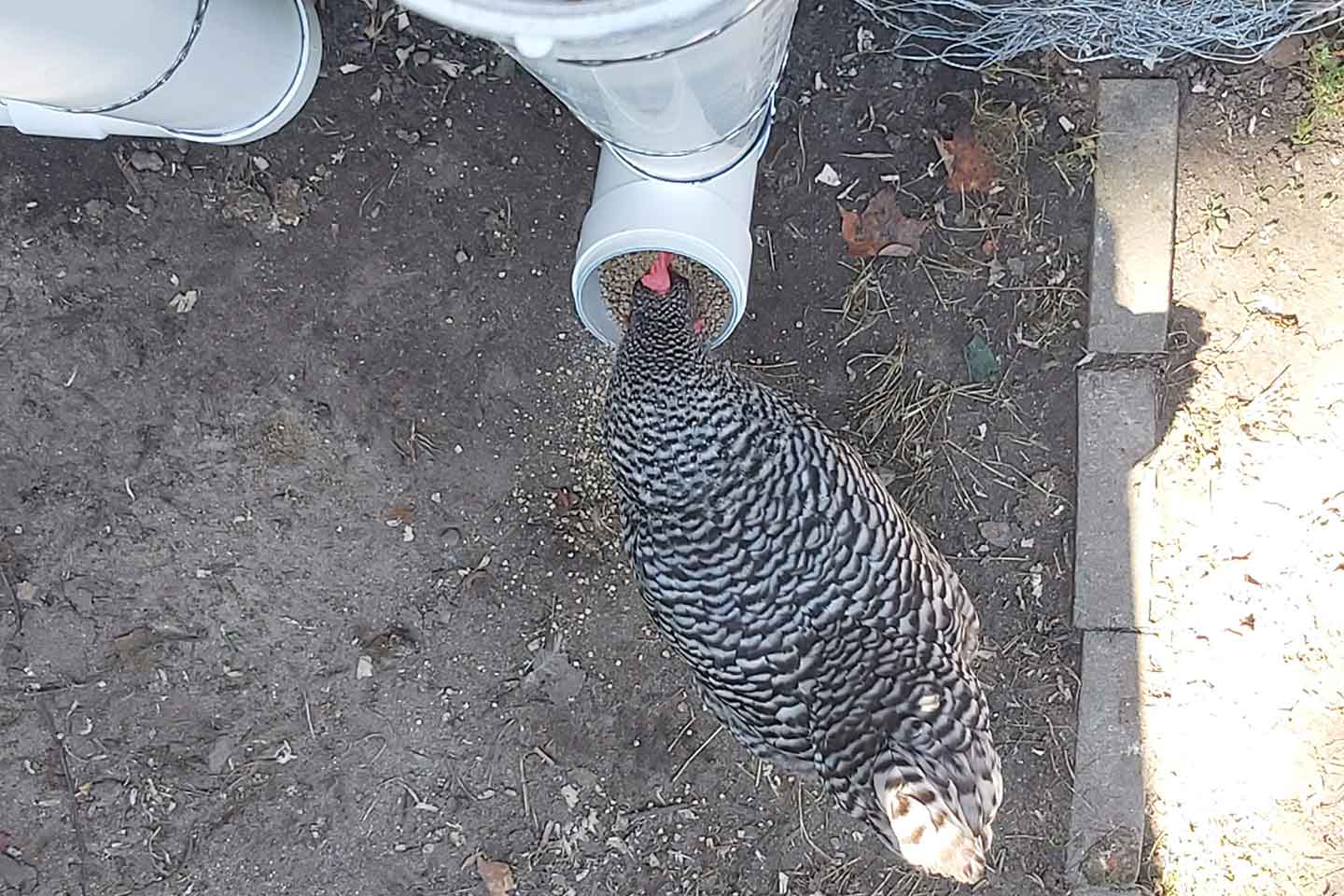 Plymouth Rock chicken eating from a gravity feeder