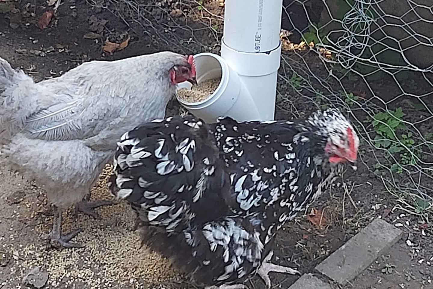 A Lavender Orpington chicken eating from a gravity feeder